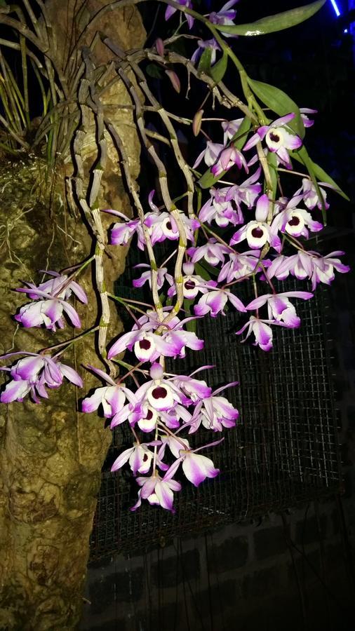Homestay Lan Rung Nghia Lo Buitenkant foto